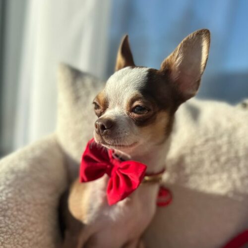 obroża aksamitna dla psa