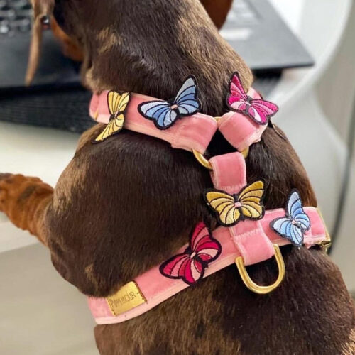 Szelki "Butterflies"