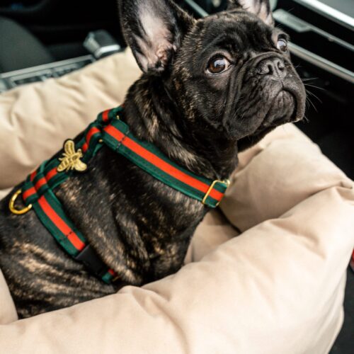 Szelki "Luxury Gold Bee"