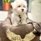 Luksusowy brązowy fotelik samochodowy dla psa z weluru, z kolekcji Luxury Angel od Puppymour