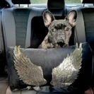 Czarny welurowy transporter do auta dla psa w kształcie fotelika z odpinanymi anielskimi skrzydłami Puppymour.