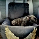 Welurowy fotelik do auta ze skrzydłami Luxury Angel, który po wyjęciu z samochodu służy jako miękkie legowisko dla psa.