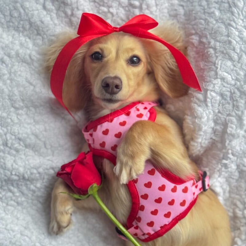 Szelki bezuciskowe "Pink Love"