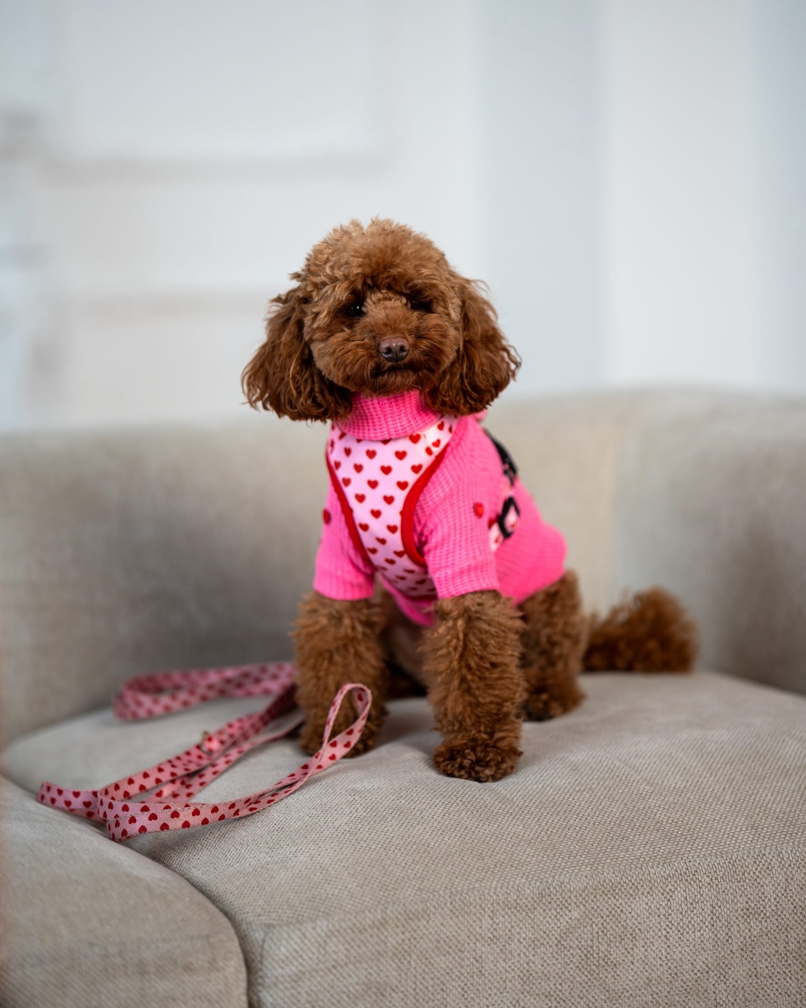 Sweterek "Puppy Love" - obrazek 17