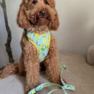 B38C1756-B8CE-467D-ACAB-306ACD534137 Duży