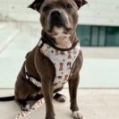 7F986D78-0F3E-44F8-BB2B-60253865432C Duży