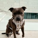 ADF6756A-5567-47E5-9038-5A96A32EC4E2 Duży