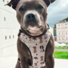 B18773C5-966B-4062-9697-9CE972655A75 Duży