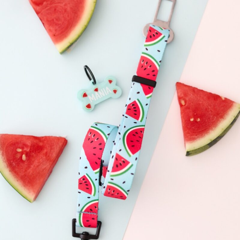 Pas samochodowy dla psa z wzorem arbuzowych plastrów na błękitnym tle – Watermelon Blue