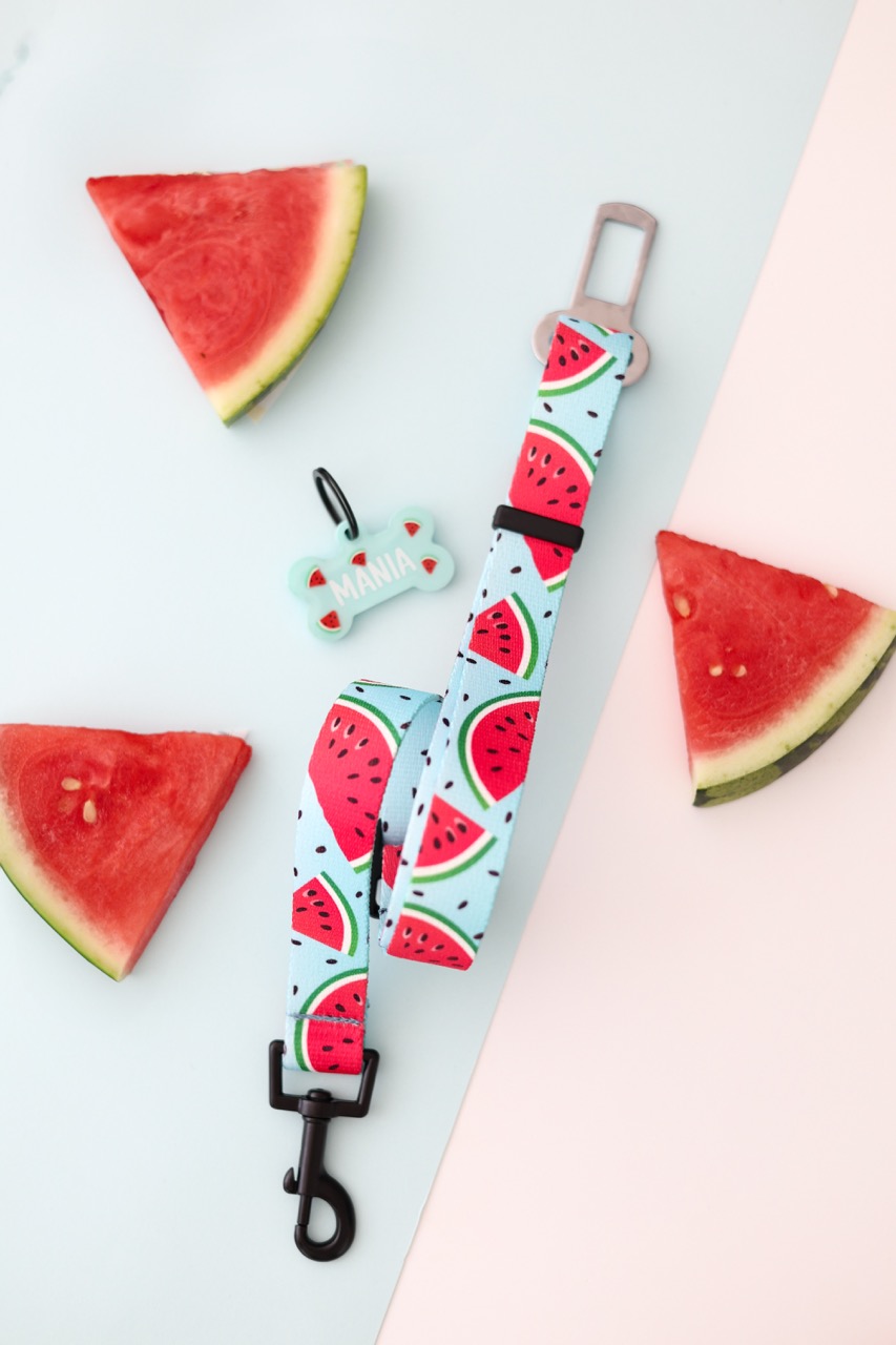 Pas samochodowy dla psa z wzorem arbuzowych plastrów na błękitnym tle – Watermelon Blue