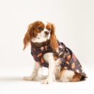 kurtka Brown Autumn wodoodporna dla psa – Puppymour