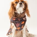 kurtka Brown Autumn dla psa z regulowanym pasem – Puppymour