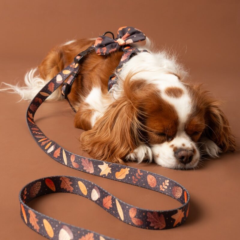 prosta smycz dla psa Brown Autumn – liście i szyszki