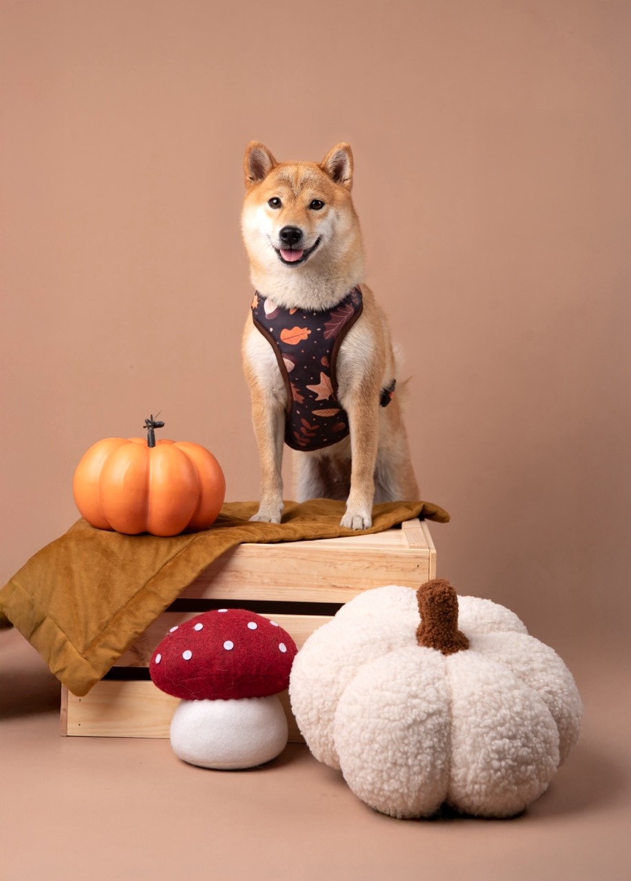 Puppymour autumn 1 Puppymour autumn 1