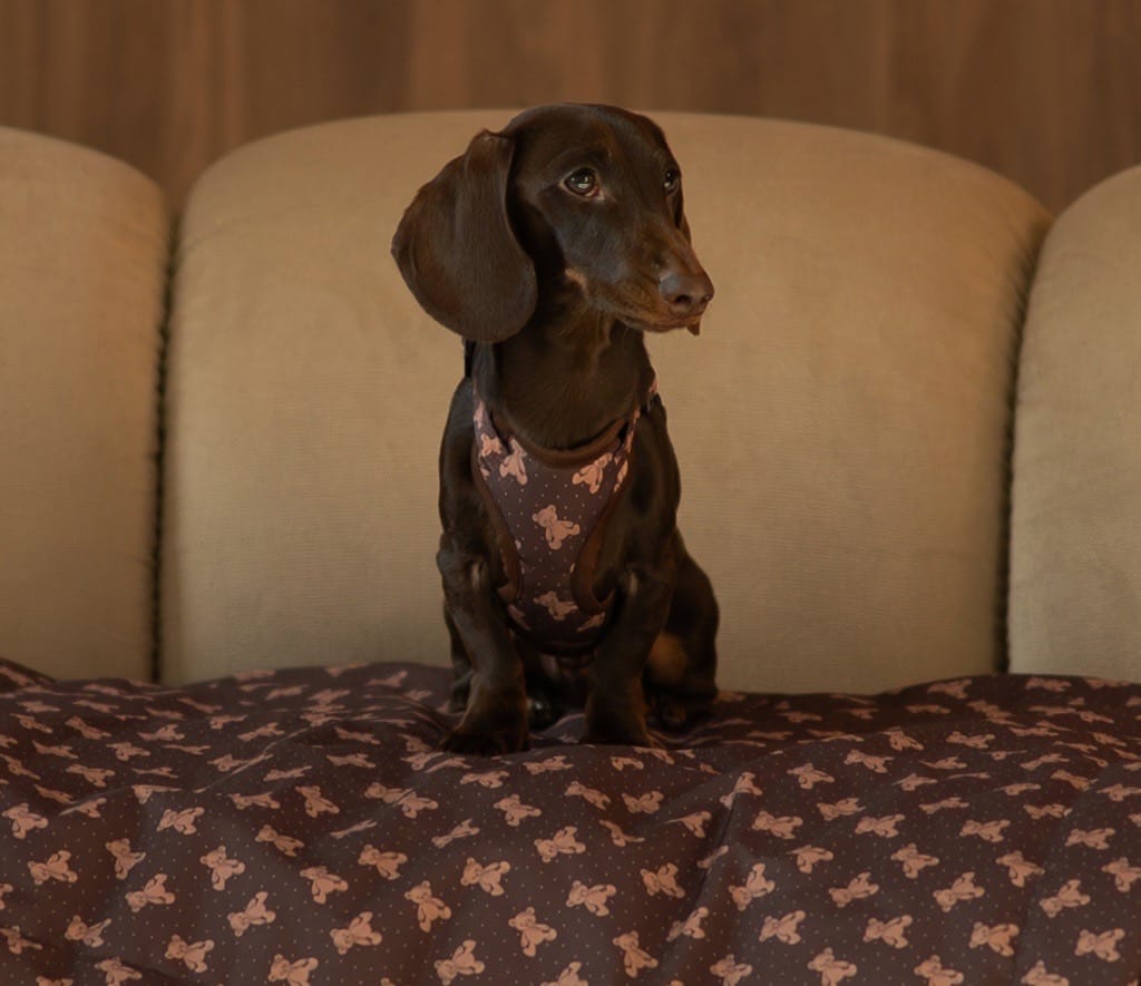 Szelki Bezuciskowe "Brown Teddy Bear" - obrazek 12