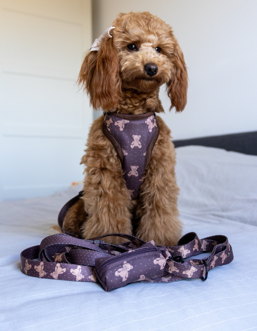 Pies w szelkach Brown Teddy Bear Puppymour – wygodne i stylowe szelki