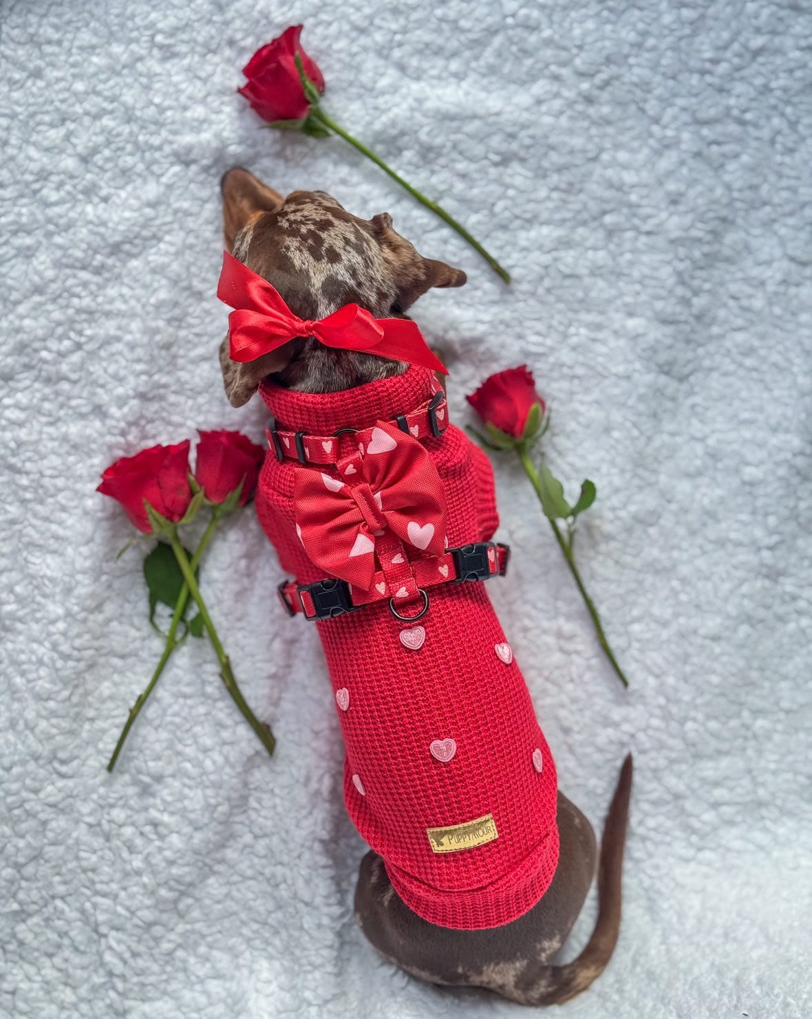 Sweterek "Puppy Love" - obrazek 12