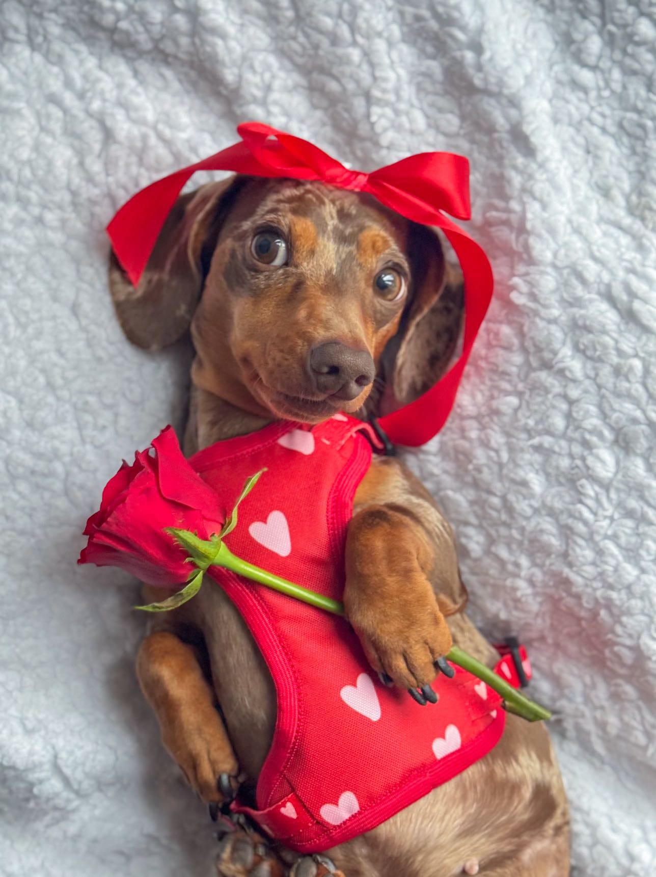 Sweterek "Puppy Love" - obrazek 13