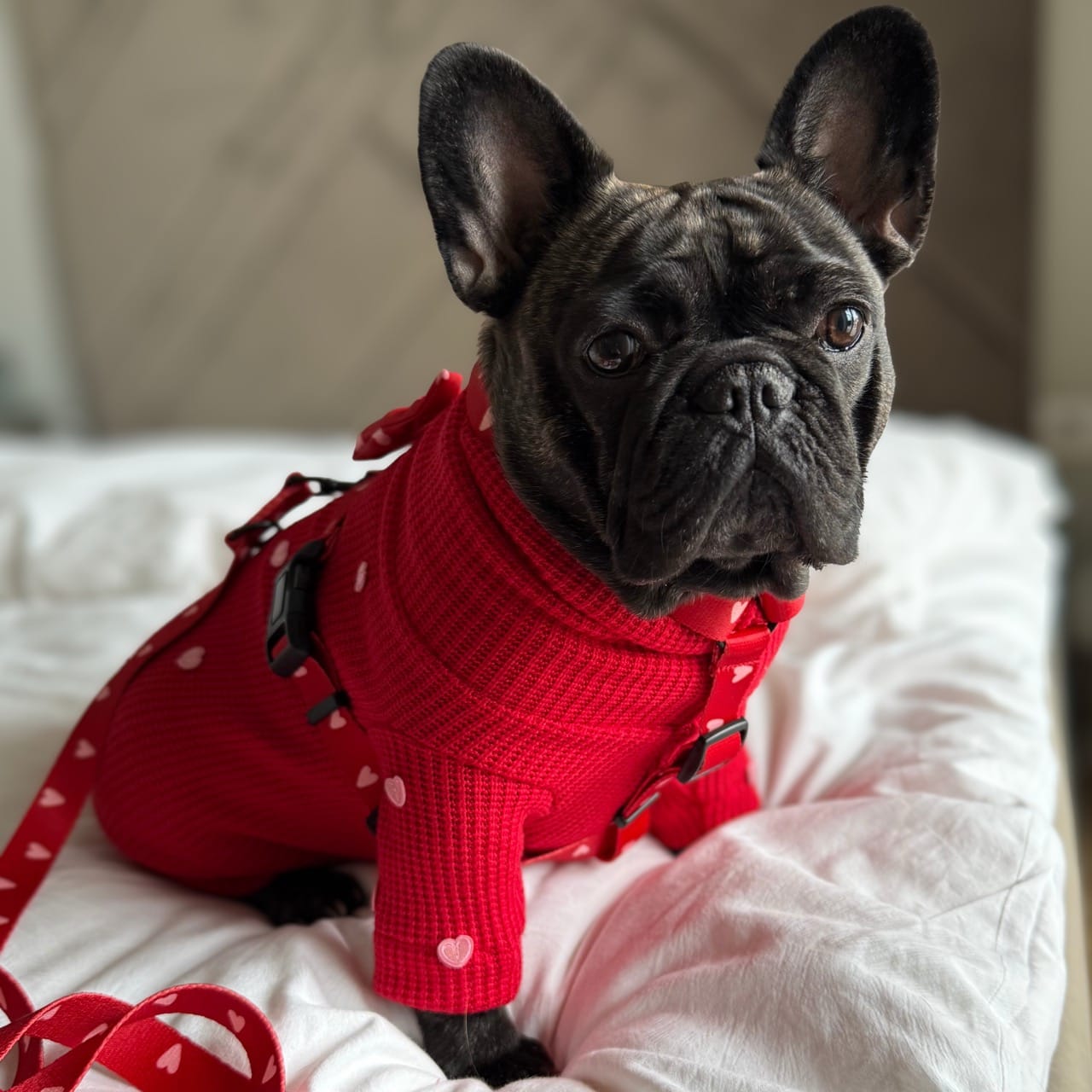 Sweterek "Puppy Love" - obrazek 4