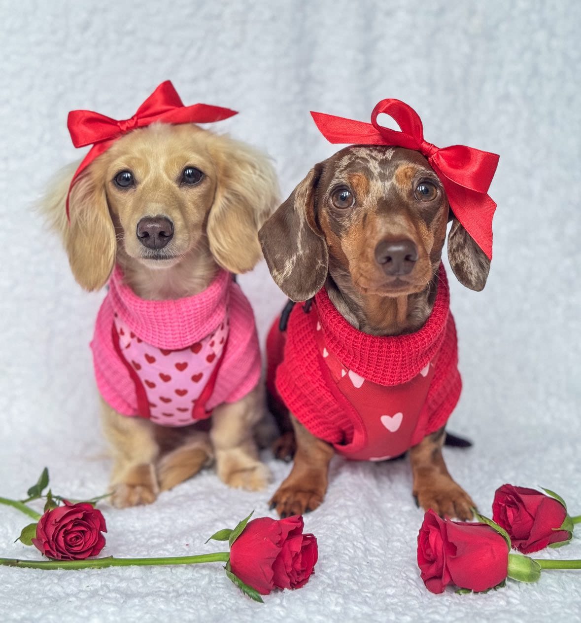 Sweterek "Puppy Love" - obrazek 15